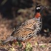 Black Francolin